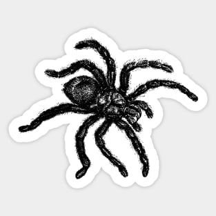 Vintage Tarantula Illustration Sticker